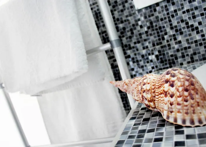 Bivalvia 팔리라키